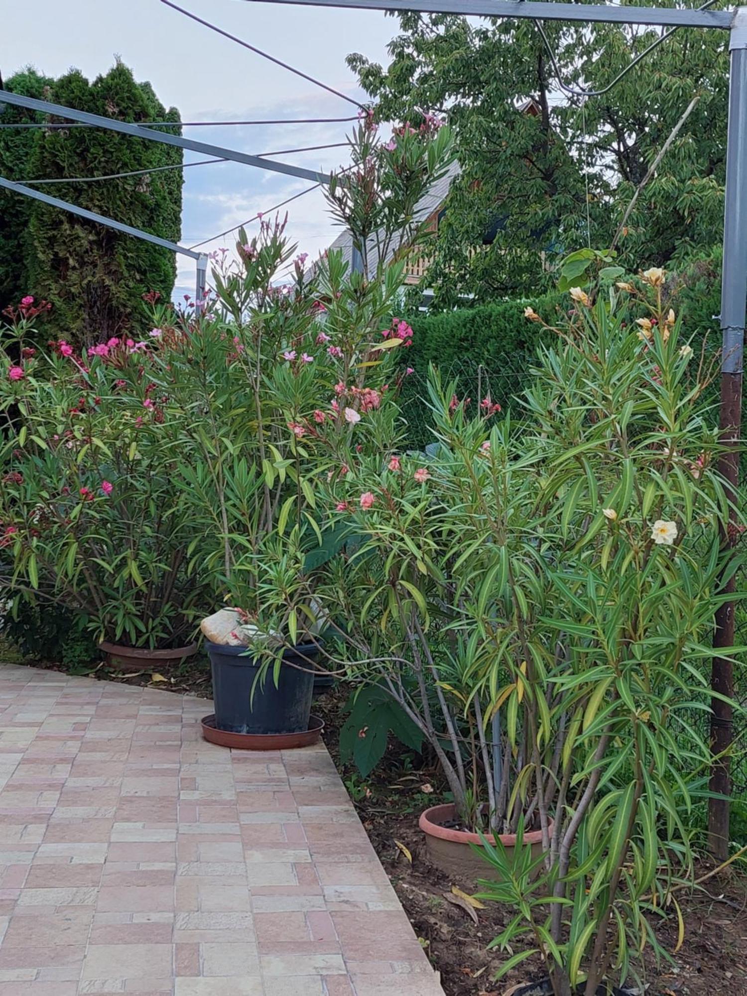 Lonci apartman Zalakaros Esterno foto